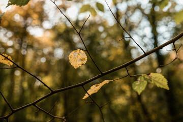 Sun rays in a green forest in spring.