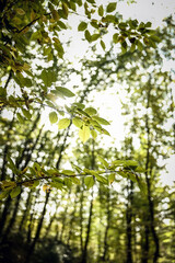 The rainforest in the rainy season
