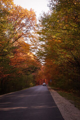 Obraz premium path in the autumn forest