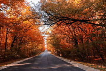 road in autumn forest
