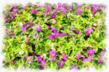 The flower bush has small pink flowers watercolor style illustration impressionist painting.