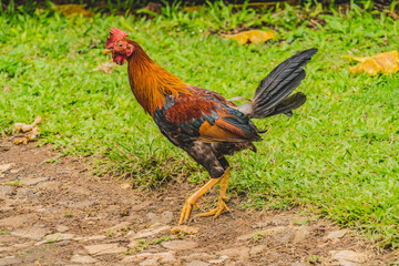 Red Junglefowl Rooster Moorea Tahiiti