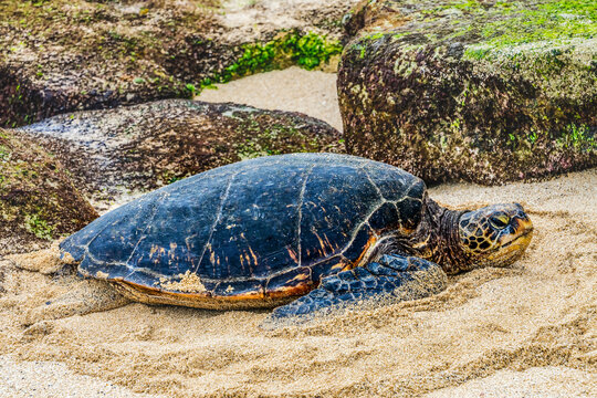 Green Sea Turtle Laying Eggs Maui Hawaii