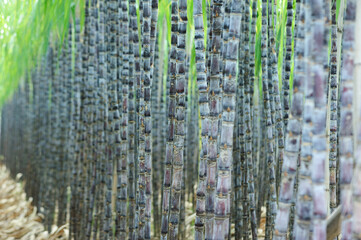 Fototapeta na wymiar Sugarcane field with plants growing