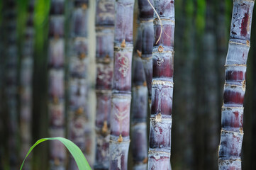 Sugarcane field with plants growing