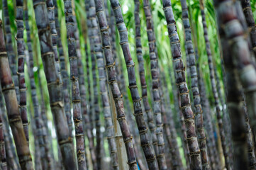 Sugarcane field with plants growing