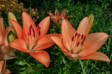 Coral Lilies (Latin: Lilium) in garden, closeup. Precise selective focus. Soft blurry background.