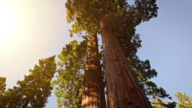 Incredible Giant Sequoia trees, some of the oldest and largest trees on earth. Kings Canyon National Park