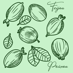
Feijoa sketch. Hand drawing feijoa, fresh fruits and leaves. Black and white illustration.