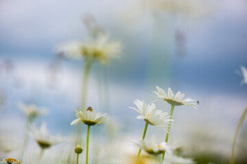 Flowering. Chamomile. Blooming chamomile field, Chamomile flowers on a meadow in summer, Selective focus