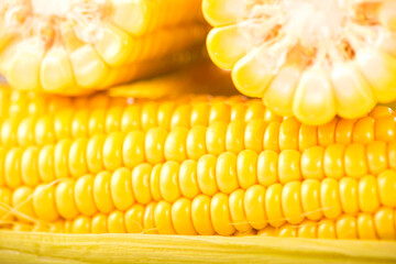 Corn cobs background. raw corn with green leaves