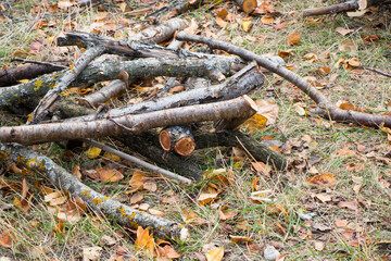 Cut firewood in the yard of village house