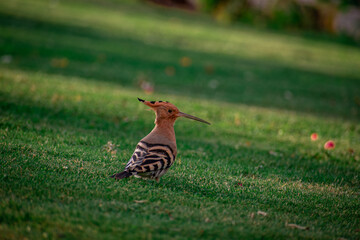 Beautiful background