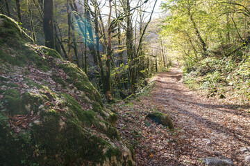 A road in the autumn rainforest and a lonely stone at the edge of the path. Glubokaya Balka Canyon, Sochi, Russia.