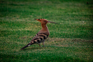 wild bird on the grass
