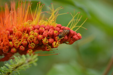 Combretum fruticosum, known as orange flame vine or chameleon vine, is a species of bushwillow that occurs from Mexico to northern Argentina