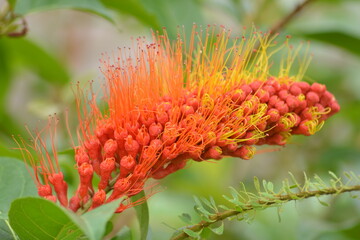 Combretum fruticosum, known as orange flame vine or chameleon vine, is a species of bushwillow that occurs from Mexico to northern Argentina