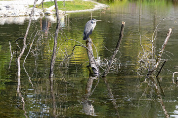 Heron cendré posé sur une branche dans l'eau