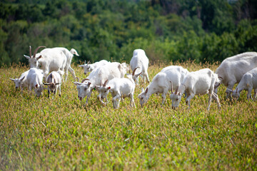 Obraz premium A herd of goats grazes in the meadow. Farming. Self-walking goat. Farm pasture. Summer day. Goats eat grass