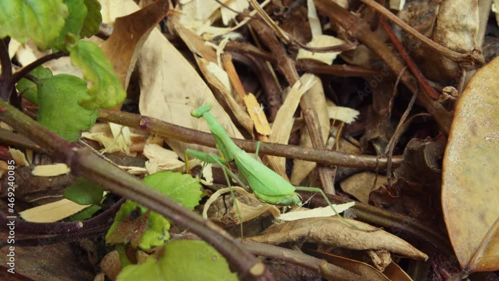 Poster green praying mantis moving slowly and cautiously over a vine while trying to get stable on the fore