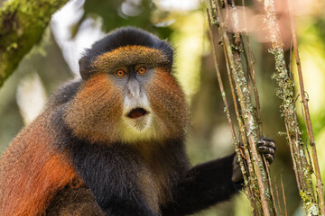 Golden Monkey - Cercopithecus kandti, beautiful colored rare monkey from African forests, Mgahinga...