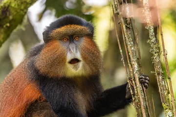 Draagtas Golden Monkey - Cercopithecus kandti, beautiful colored rare monkey from African forests, Mgahinga Gorilla National Park, Uganda. © David