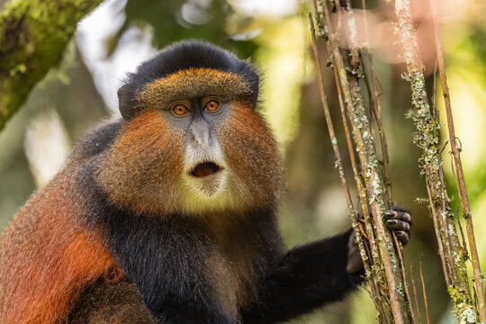 Golden Monkey - Cercopithecus kandti, beautiful colored rare monkey from  African forests, Mgahinga Gorilla National Park, Uganda. Stock Photo |  Adobe Stock
