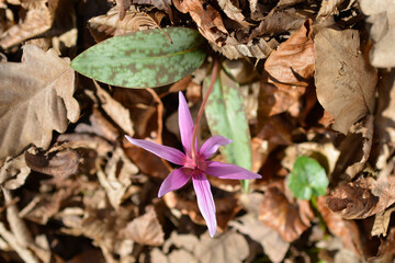 Dogs tooth violet