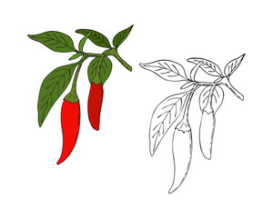 Chili pepper hand drawing doodling style, color and outline. Isolated. White background. Vector illustration