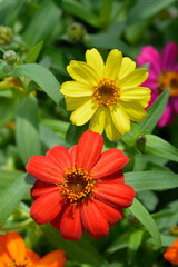 Common zinnia