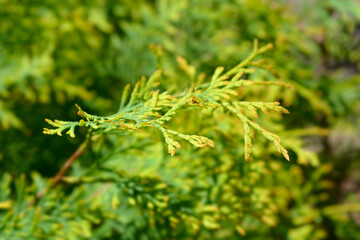 Rheingold Arborvitae
