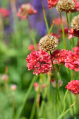 Great thrift Ballerina Red
