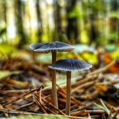 mushrooms in the forest