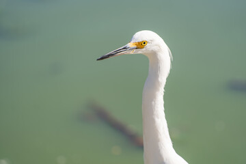 Close-up of Snowy egret (Egretta thula). 