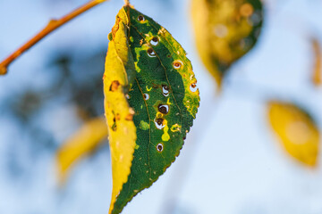 Aphids damage leaves parasite pest. Aphidoidea colony damages trees in the garden by eating leaves....