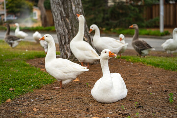 Group of white geese with orange paws and orange beaks on the lawn. 