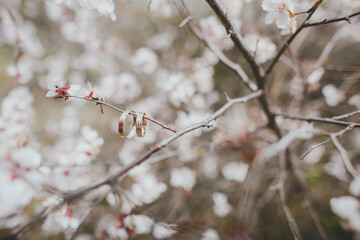 Wedding rings on blossoming branch in spring