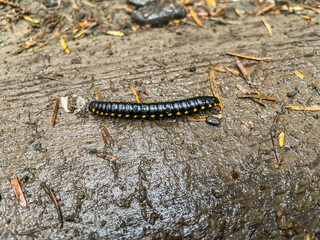 Yellow-spotted millipede