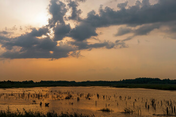 lake with plants during sunset, reflection in the lake