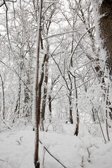 winter forest with trees without foliage