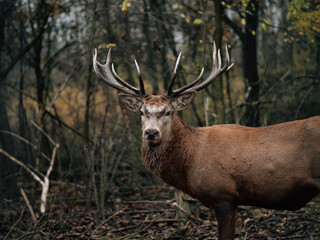 Deer stag portrait in the woods.