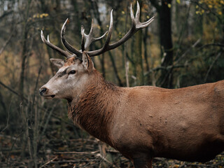 Deer stag portrait in the woods.