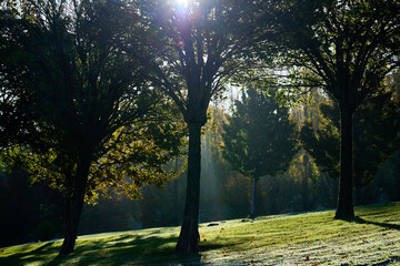 Lawn and trees covered in a thin layer of frost on an autumn morning.