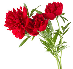 Flower composition - Beautiful red peonies flowers and green leaves isolated on white background. Bouquet of peony flowers.