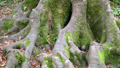 The root of a tree with green moss
