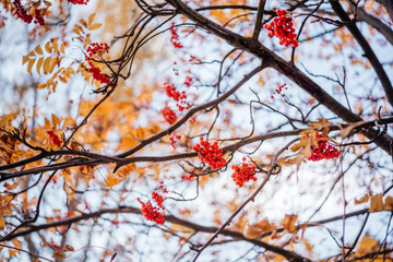 Mountain ash berries in the tree autumn background - obrazy, fototapety, plakaty