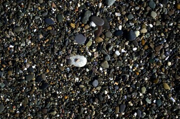 Background and texture. Wet multicolored sea pebbles under a layer of water