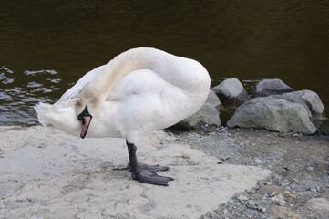 コブハクチョウの睡眠