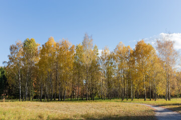 Fototapeta premium Group of birches on the glade edge in autumn park