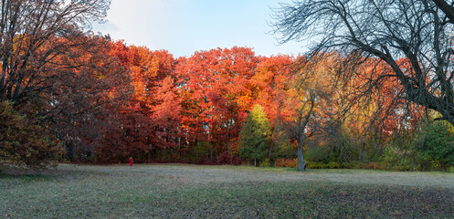 Panorama of glade with red oaks on background at sunset © An-T